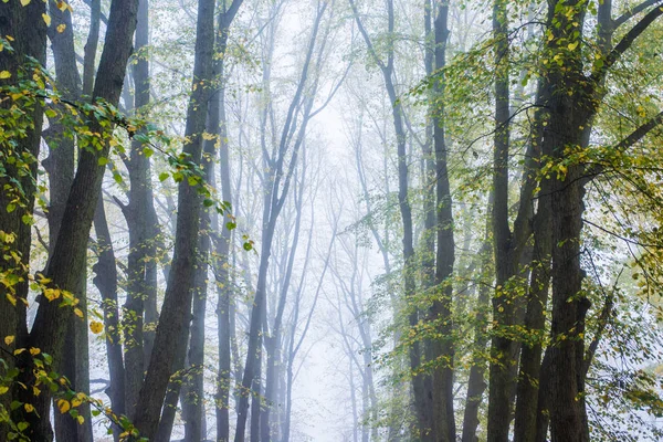 Höstmorgon Dimma Utsikt Över Gångväg Parken Gamla Träd Och Gyllene — Stockfoto