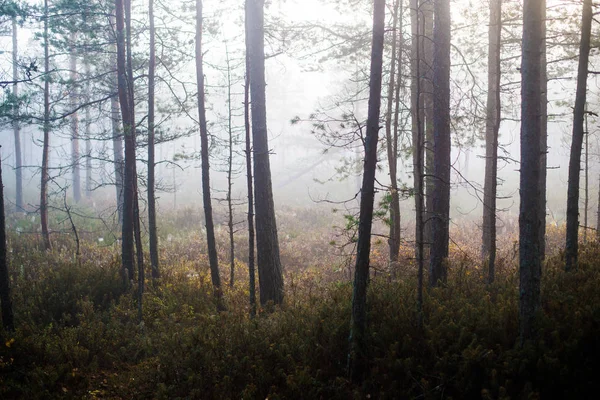 Dia Outono Nublado Floresta Nevoeiro Manhã Pinheiros Verdes Kemeri Letónia — Fotografia de Stock