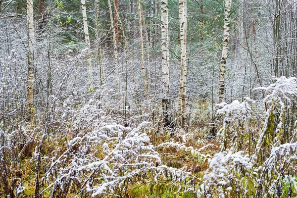 Primera Helada Bosque Día Nublado Otoño Hojas Doradas Letonia — Foto de Stock