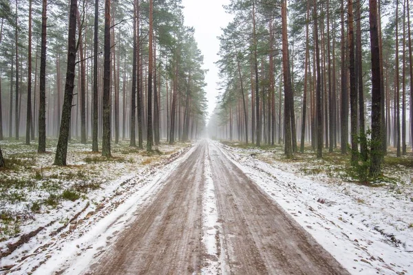 Chemin Terre Travers Forêt Pins Enneigés Paysage Hivernal Lettonie — Photo
