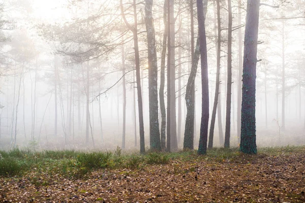 Bewolkte Herfst Dag Het Bos Ochtend Mist Groene Pijnbomen Kemeri — Stockfoto