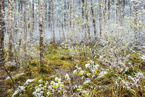 Primeira Geada Floresta Dia Nublado Outono Folhas Douradas Letônia — Fotografia de Stock