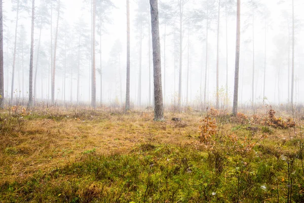 秋天的森林景观 清晨雾在松树森林在阴天 绿色和金色的叶子 拉脱维亚 — 图库照片