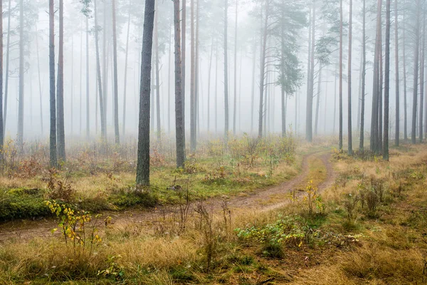 Paysage Forestier Automne Brouillard Matinal Dans Forêt Pins Par Temps — Photo