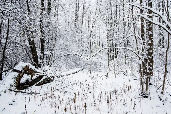 Bulutlu Bir Kış Gününde Karla Kaplı Çam Ağacı Ormanı Letonya — Stok fotoğraf