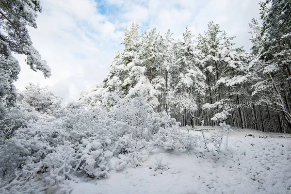 在阳光明媚的冬日 拉脱维亚白雪覆盖的松树林的景色 — 图库照片