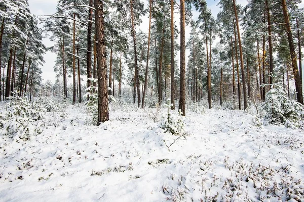 Bosque Pinos Cubierto Nieve Día Nublado Invierno Letonia — Foto de Stock