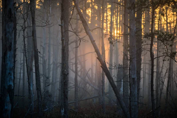 Napfény Ködös Reggel Fenyőerdőben Növény Fák Közeli Lettország — Stock Fotó