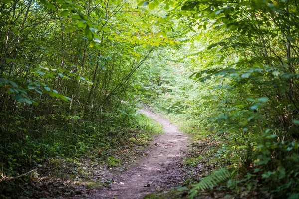 Camino Través Del Bosque Verde Letonia — Foto de Stock