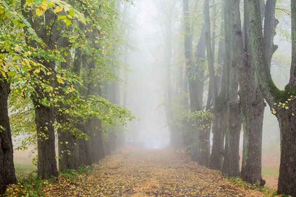 Een Herfst Ochtend Mist Een Uitzicht Loopbrug Het Park Oude — Stockfoto