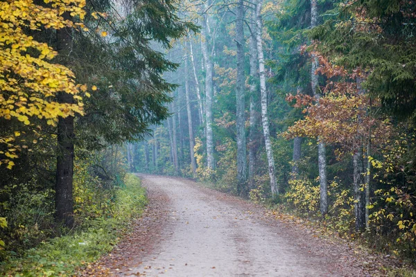 Oblačno Podzimní Den Ranní Mlha Pestrobarevné Stromy Cesta Lesem Kemeri — Stock fotografie