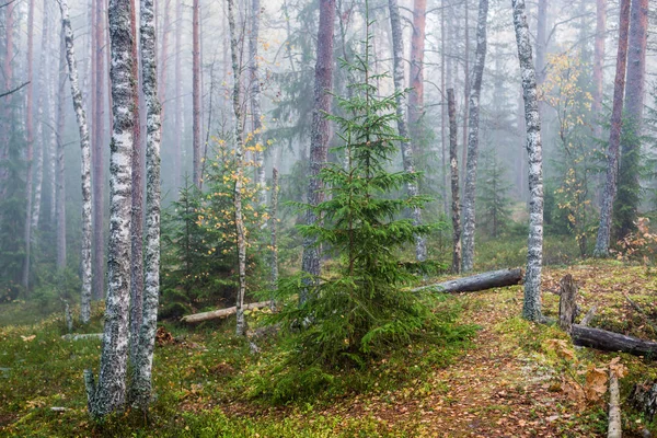 Jour Automne Nuageux Dans Forêt Brouillard Matinal Pins Verts Kemeri — Photo