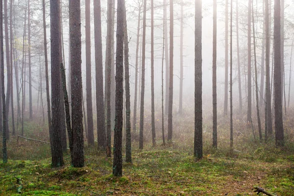 Nuvolosa Giornata Autunnale Nella Foresta Mattina Nebbia Pini Verdi Kemeri — Foto Stock