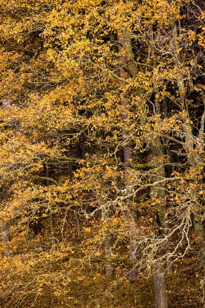 Pestrobarevné Březné Stromy Lese Oblačno Podzimní Den První Mráz Cesis — Stock fotografie