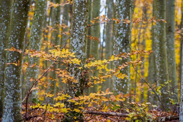 Paisaje Forestal Otoñal Vista Cerca Haya Hojas Verdes Doradas Alemania —  Fotos de Stock