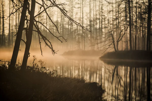 Autumn Landscape Morning Fog Swamp Forest Background Kemeri Latvia — Stock Photo, Image