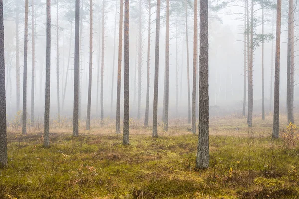 Осенний Лесной Пейзаж Утренний Туман Сосновом Лесу Облачный День Зеленые — стоковое фото