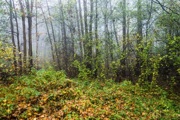 Uma Paisagem Floresta Outono Nevoeiro Manhã Floresta Folhas Verdes Douradas — Fotografia de Stock