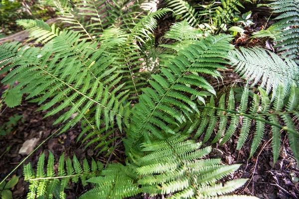 Primo Piano Felce Lettonia — Foto Stock