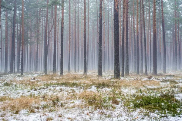 Çam ormanında bulutlu bir kış günü. Karaltında yeşil çimenler ve altın yapraklar. Letonya