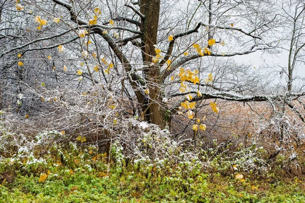 Pierwszy Mróz Lesie Pochmurny Jesienny Dzień Złote Liście Stare Drzewo — Zdjęcie stockowe