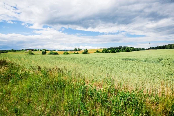 Panoramatický Pohled Zelenou Oblast Země Lesem Pozadí Slunného Letního Dne — Stock fotografie