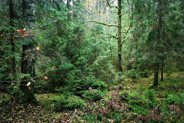 Światło Słoneczne Mglisty Poranek Lesie Sosnowym Trawa Rośliny Drzewa Zbliżenie — Zdjęcie stockowe