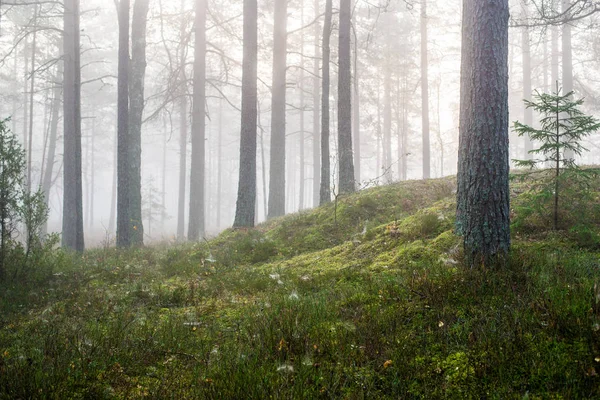 Bewolkte Herfst Dag Het Bos Ochtend Mist Groene Pijnbomen Kemeri — Stockfoto