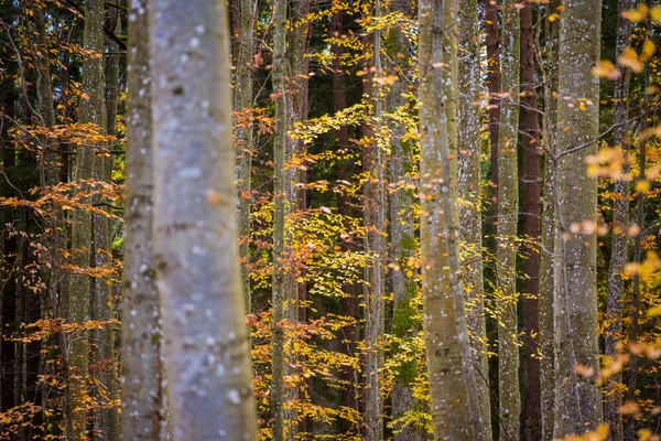 Uma Paisagem Floresta Outono Vista Panorâmica Faia Folhas Verdes Douradas — Fotografia de Stock