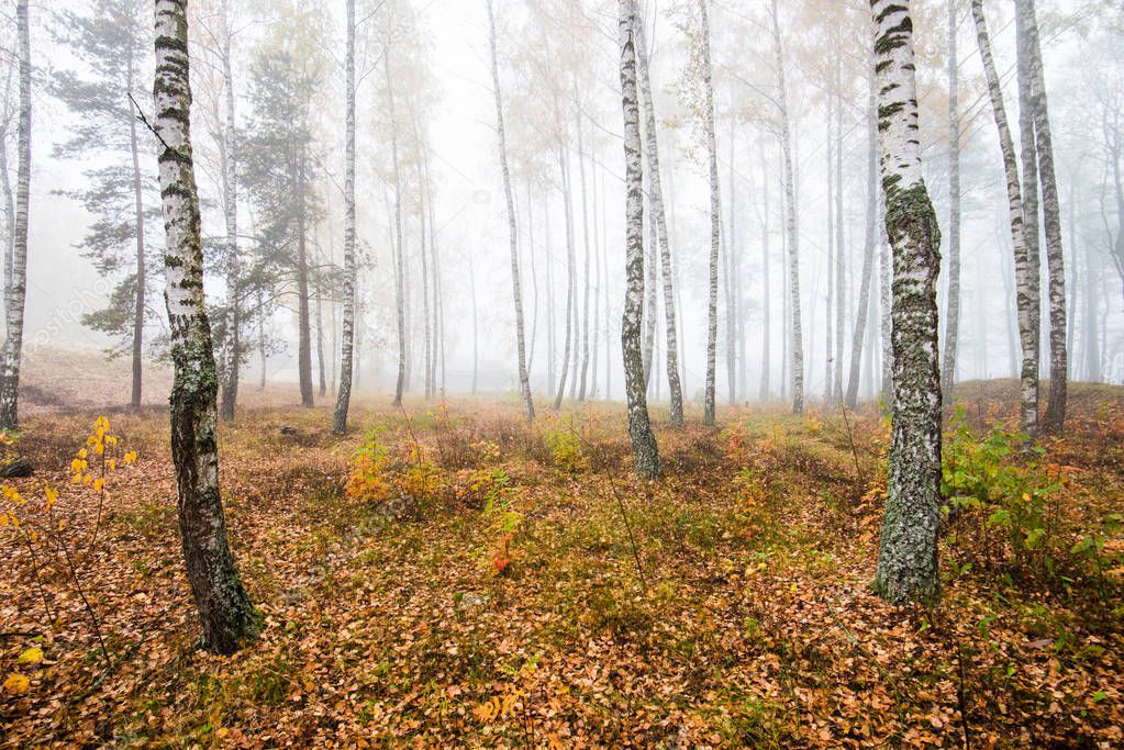 A morning fog in the forest, green and golden leaves, birch trees close-up, Latvia