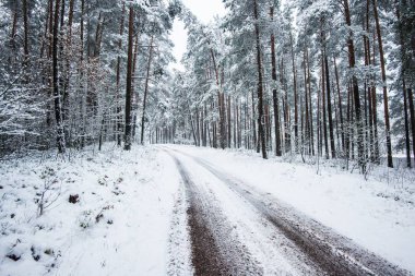 Bulutlu bir kış gününde karla kaplı çam ormanı boyunca yürüyüş yolu, Letonya