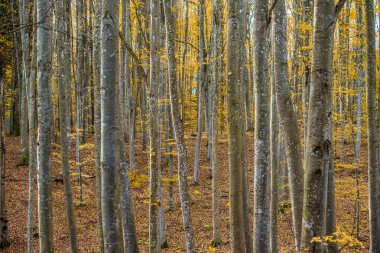 Sonbahar ormanı manzarası. Kayın ağaçlarının, yeşil ve altın yaprakların yakından görünümü, Almanya