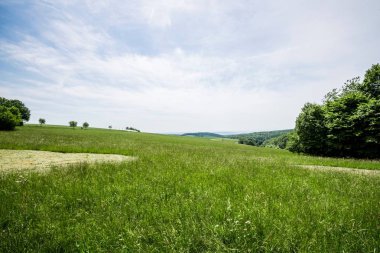 Bulutlu bir günde arka planda bir orman ile yeşil ülke tarım alanları bir görünüm, Almanya