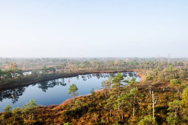 Bataklık, mavi su ve yeşil çam ağaçları üzerinde saf sabah ışık ve sis. Gözetleme kulesinden bir manzara. Kemeri, Letonya