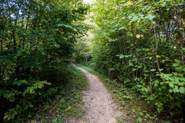 Yeşil ormandan geçen bir yol, Letonya
