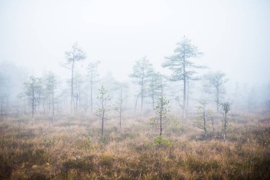 Ormanda bulutlu bir sonbahar günü. Sabah sisi ve yeşil çam ağaçları. Kemeri, ne? Letonya