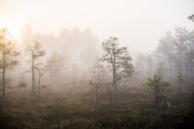 Ormanda bulutlu bir sonbahar günü. Sabah sisi ve yeşil çam ağaçları. Kemeri, ne? Letonya