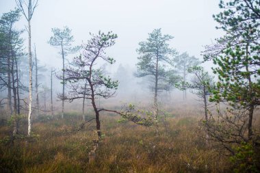 Ormanda bulutlu bir sonbahar günü. Sabah sisi ve yeşil çam ağaçları. Kemeri, ne? Letonya