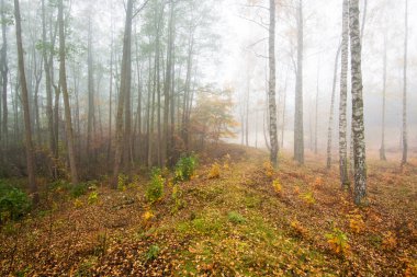 Ormanda bir sabah sisi, yeşil ve altın yapraklar, huş ağaçları yakın çekim, Letonya
