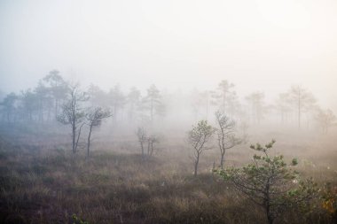 Ormanda bulutlu bir sonbahar günü. Sabah sisi ve yeşil çam ağaçları. Kemeri, ne? Letonya