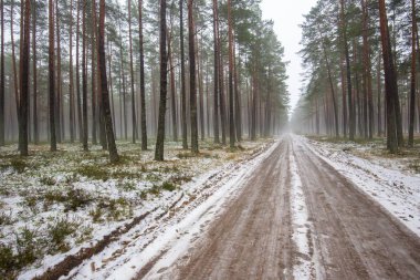 Karla kaplı çam ağacı ormanında toprak bir yol. Kış manzarası. Letonya