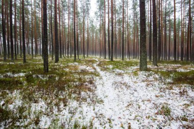 Çam ormanında bulutlu bir kış günü. Karaltında yeşil çimenler ve altın yapraklar. Letonya