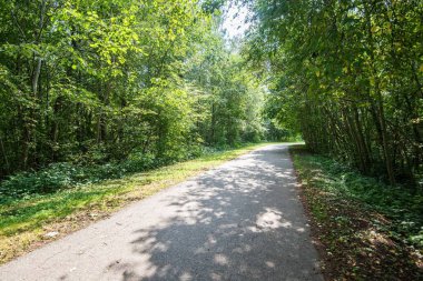 Parkta bir asfalt yol. Ağaçlar ve gölgeler, Letonya