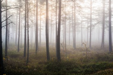Ormanda bulutlu bir sonbahar günü. Sabah sisi ve yeşil çam ağaçları. Kemeri, ne? Letonya