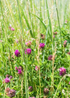 Çiçeklenme yonca alanı, yakın çekim, Letonya