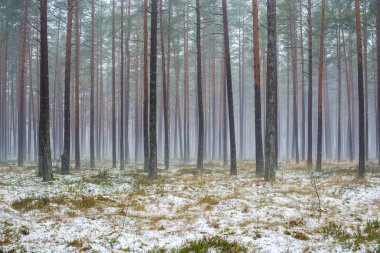 Çam ormanında bulutlu bir kış günü. Karaltında yeşil çimenler ve altın yapraklar. Letonya