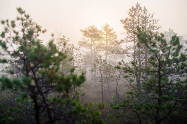 Ormanda bulutlu bir sonbahar günü. Sabah sisi ve yeşil çam ağaçları. Kemeri, ne? Letonya