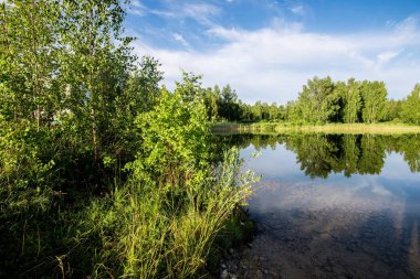 Güneşli bir yaz gününde göl kenarında yeşil huş ağaçları, Letonya