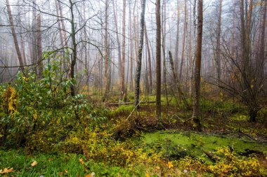 Sonbahar ormanı manzarası. Ormanda sabah sisi, yeşil ve altın yapraklar ve ağaçlar. Letonya
