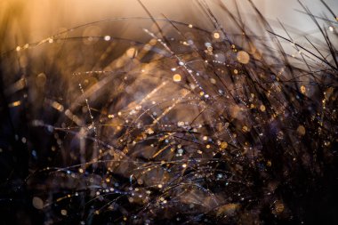 Güneş ışığı. Çam ormanında sisli bir sabah. Bir çim yakın çekim, Letonya